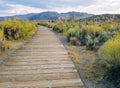 Long wooden path in the yellow bush meadow