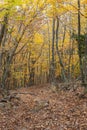 Hiking path covered with autumnal foliage through beech forest