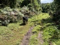 Hiking path with a cow inside the Elephant Hills in the Aberdare Range forest in Nairobi Kenya