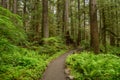 Hiking Path in Rain-Forest Royalty Free Stock Photo