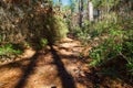 Hiking path in the East Texas Piney Woods Royalty Free Stock Photo