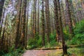 Hiking path through an evergreen trees forest, Prairie Creek Redwoods State Park, California