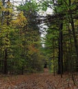 Hiking path with fallen leaves Royalty Free Stock Photo