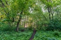 hiking path in forest, beautiful spring Royalty Free Stock Photo