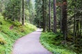 Hiking path through the forest