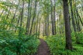 hiking path in forest Royalty Free Stock Photo