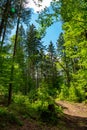 Hiking path through a forest Royalty Free Stock Photo