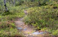 Hiking path in the forest tundra, Norway