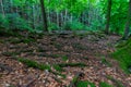 A hiking path full of tree trunks covered with mos next to the river HoÃÂ«gne in the Belgium Ardennes Royalty Free Stock Photo