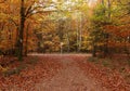 Hiking path in a Germany forest on a fall day Royalty Free Stock Photo