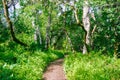 Hiking path going through a verdant forest in the spring, San Francisco bay area, California Royalty Free Stock Photo