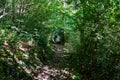 Hiking path in a green forest looks like a cave