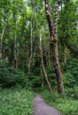 Trees Line a Dirt Trail