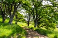 Hiking path on the hills of the newly opened Rancho San Vicente Open Space Preserve, part of Calero County Park, Santa Clara