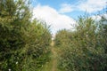 Hiking path in Hrisey in Iceland Royalty Free Stock Photo