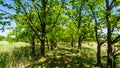 Hiking trail with trees and reed grass - landscape