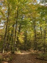 A hiking path leading through a Beech and Maple forest, with leaves changing colors, in the fall Royalty Free Stock Photo
