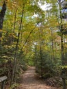 A hiking path leading through a Beech and Maple forest, with leaves changing colors, in the fall Royalty Free Stock Photo