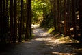 A hiking path leading through a deep forest in a Bavarian nature reserve near the Alps. Amazing scenery Royalty Free Stock Photo