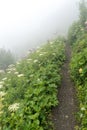 A hiking path leading through tall grass and wildflowers in a foggy mountain landscape Royalty Free Stock Photo