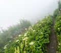 A hiking path leading through tall grass and wildflowers in a foggy mountain landscape Royalty Free Stock Photo