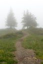 A hiking path leading to trees in a foggy mountain landscape Royalty Free Stock Photo