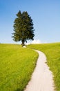 Hiking path at a lonely tree