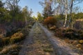 Hiking path in the moorlands of Wittemoor Germany Royalty Free Stock Photo