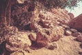 Hiking path in the nature reserve Ein Gedi Royalty Free Stock Photo