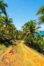 Hiking path among palm trees in the northeastern coast of Brazil Royalty Free Stock Photo