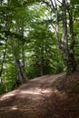 Hiking path in Piatra Craiului National Park. Zarnesti. Southern Carpathians. Romania Royalty Free Stock Photo