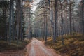 Hiking path in a pine forest. Overcast. Autumn landscape.