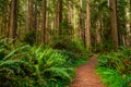 Hiking Path in Redwood Forest Royalty Free Stock Photo