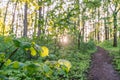 hiking path in spring sunset forest Royalty Free Stock Photo