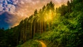Hiking Path And Sunset In Beautiful Woods Panoramic View, Inspirational Summer Landscape In Forest.