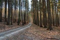 Hiking path and sunset in beautiful woods panoramic view, inspirational summer landscape in forest. Walking footpath or biking