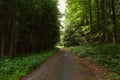 Hiking path and sunset in beautiful woods view, inspirational summer landscape in forest. Walking footpath or biking path, dirt Royalty Free Stock Photo