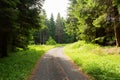 Hiking path and sunset in beautiful woods view, inspirational summer landscape in forest. Walking footpath or biking path, dirt Royalty Free Stock Photo