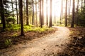 Hiking path and sunset in beautiful woods