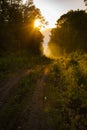 Hiking path and sunset in beautiful woods view, inspirational summer landscape in forest. Walking footpath or biking path, dirt ro Royalty Free Stock Photo