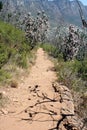 Hiking Path on table Mountain, South Africa