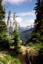 Hiking Path to Mount Rainer, Washington, USA Royalty Free Stock Photo