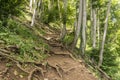 Hiking path to Smarna gora Royalty Free Stock Photo
