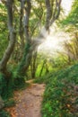 Hiking path, trail and track leading to green forest or serene, calm and tranquil woods. Sunlight, sunshine and sun rays