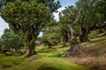 Hiking path trough the Fanal forest and green hills of Madeira island