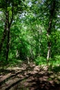 Hiking Path trough Forest Royalty Free Stock Photo