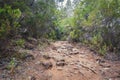 Hiking path trough forest landscape - walkway in wilderness Royalty Free Stock Photo