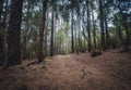 Hiking path trough forest landscape - walkway in wilderness Royalty Free Stock Photo