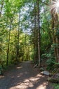 Hiking Path trough green Forest of in summer time