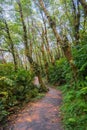 Hiking path through a verdant forest, Prairie Creek Redwoods State Park, California Royalty Free Stock Photo